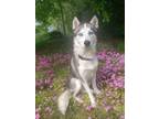 Adopt Blare a Siberian Husky