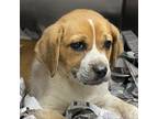 Adopt Petunia 24-0186 a Beagle, Hound