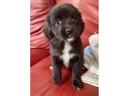 Adopt Dara a Beagle, Mixed Breed