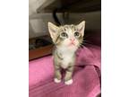 Adopt Kitten 4 a Domestic Short Hair