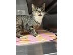 Adopt Mama a Domestic Short Hair