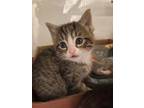 Adopt Kitten 2 a Domestic Short Hair