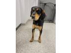 Adopt 55752853 a Coonhound, Mixed Breed