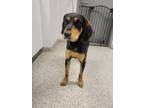 Adopt Opossum a Coonhound, Mixed Breed