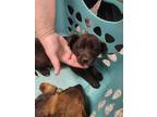 Adopt 55754854 a Labrador Retriever, Mixed Breed