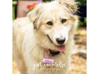 Adopt Chantilly a Great Pyrenees