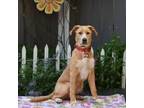 Adopt Darby a Labrador Retriever