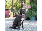 Adopt Maci a Labrador Retriever