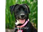 Adopt Irene a Black Labrador Retriever