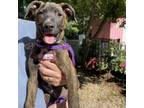 Adopt Cape Hatteras a Pit Bull Terrier
