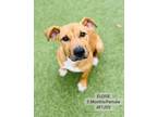 Adopt Eloise a Pit Bull Terrier