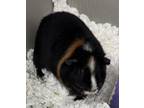 Adopt ELSA a Guinea Pig