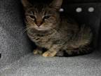 Adopt CAROLINE a Domestic Short Hair