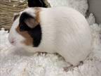 Adopt ANNA a Guinea Pig