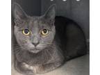 Adopt MISFIT a Domestic Short Hair