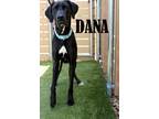 Adopt Dana a Great Dane