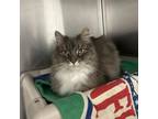 Adopt Molly a Domestic Long Hair