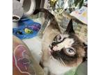 Adopt Starlight a Siamese