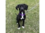 Adopt Caroline--In Foster a Labrador Retriever