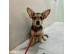 Adopt Lollipop--In Foster***ADOPTION PENDING*** a Terrier