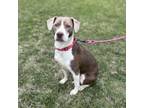 Adopt Lemon--In Foster a Beagle, Pit Bull Terrier