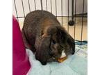 Adopt Demi a Mini Lop