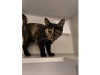 Adopt Luna a Domestic Short Hair