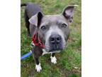 Adopt Pop Tart a Pit Bull Terrier