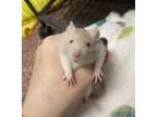 Adopt Toast-Adoption Pending a Rat