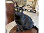 Adopt Megan a Domestic Short Hair