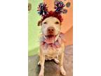 Adopt Peppermint Pattie a Pit Bull Terrier