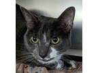 Adopt Coral a Domestic Short Hair