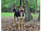 Adopt Jazzy a German Shepherd Dog, Husky