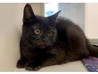 Adopt Rico/Monkey (Available through Foster Care) a Domestic Short Hair