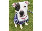 Adopt Pebbles NJ a American Staffordshire Terrier