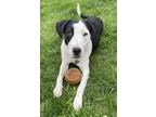 Adopt Jinx GCH a Retriever, Border Collie