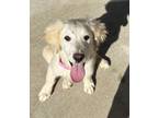 Adopt Vanilla Lonestar a Great Pyrenees, Labrador Retriever