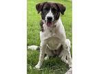 Adopt Gidget Lonestar a German Shorthaired Pointer, Border Collie