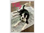 Adopt Tilly Lonestar a Border Collie, Boston Terrier