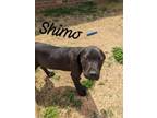 Adopt Shimo a Labrador Retriever, Hound