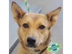 Adopt Coral a Mixed Breed