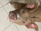 Adopt NOVA a Pit Bull Terrier