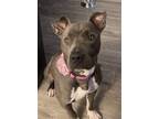 Adopt CASEY a Pit Bull Terrier