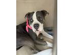 Adopt FELICIA a Pit Bull Terrier