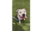 Adopt CLEMENTINE a Pit Bull Terrier