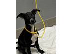 Adopt MONET a Labrador Retriever, Mixed Breed