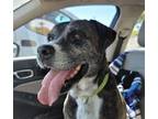Adopt BAILEY a Pit Bull Terrier