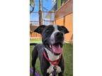 Adopt PIXIE a Pit Bull Terrier