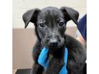 Adopt Little-Bo-Peep a Black Labrador Retriever