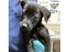 Adopt Miss Tizzy Izzy a Black Labrador Retriever